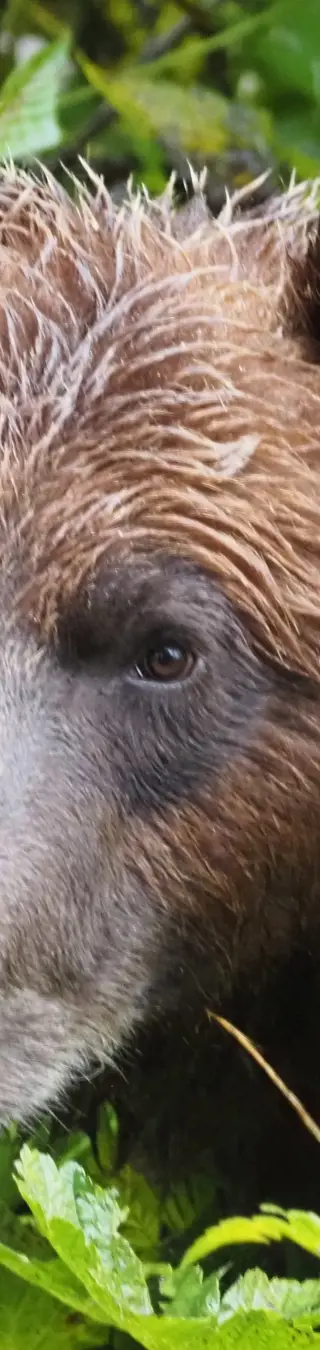 Grizzly-Begegnungen